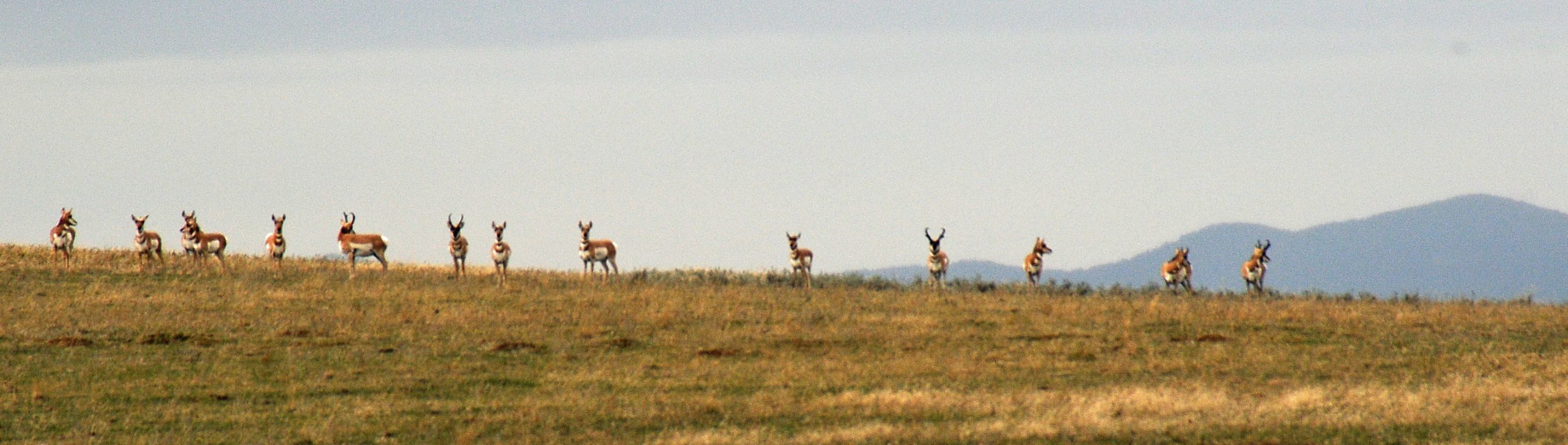 BLM wildlife